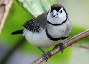 Finches