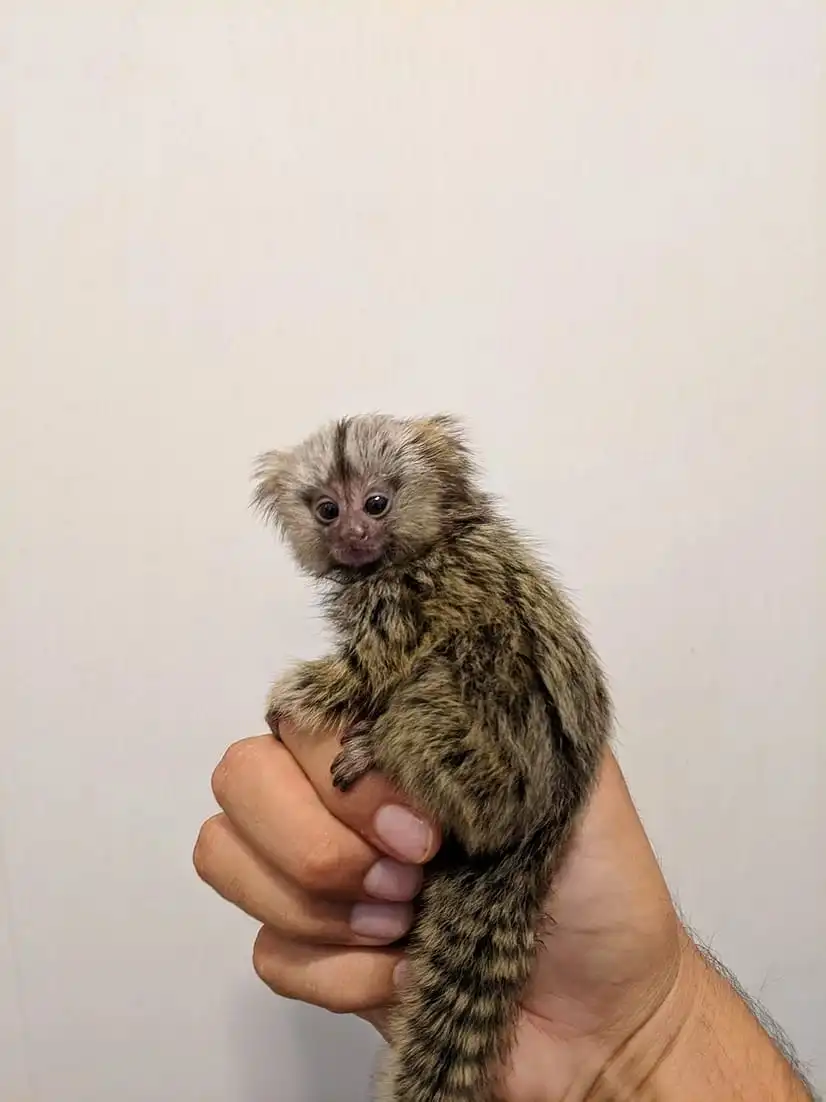 Rio - Male Marmoset Monkey - Image 4