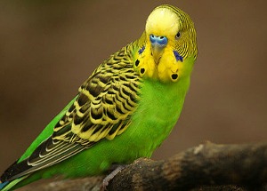 Parakeets