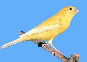 Canaries