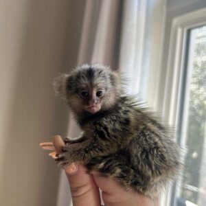 Keeyah - Female Marmoset Monkey