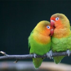 Love Birds