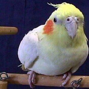 Cockatiels