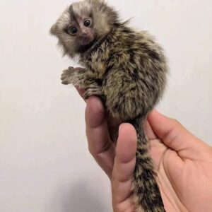Rio - Male Marmoset Monkey