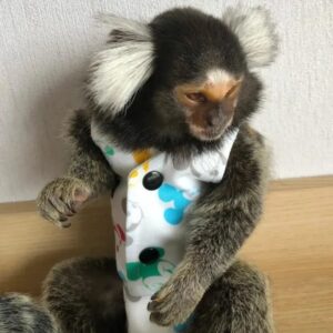 Jimmy - Adult Male Marmoset Monkey