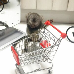 Micah - Female Marmoset Monkey