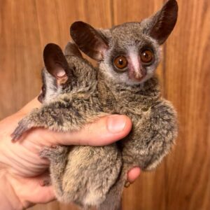 Charlie & Bella – Bushbabies Available