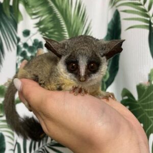 Bruno - Male Bushbaby Available