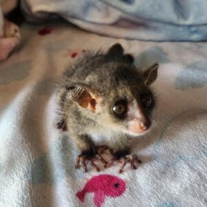 Teddy - Female Bushbaby Available
