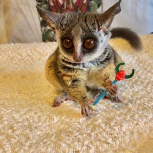 Rosie - Female Bushbaby Available