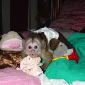 Luna - Female Capuchin Monkey