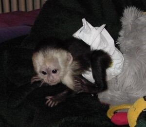 Chico - Male Capuchin Monkey