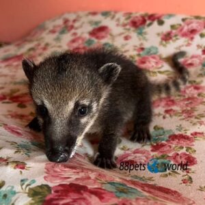 Kira - Female Coatimundi