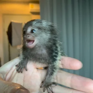 Mimi - Female Marmoset Monkey