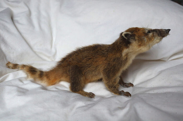 Coatimundi For Sale