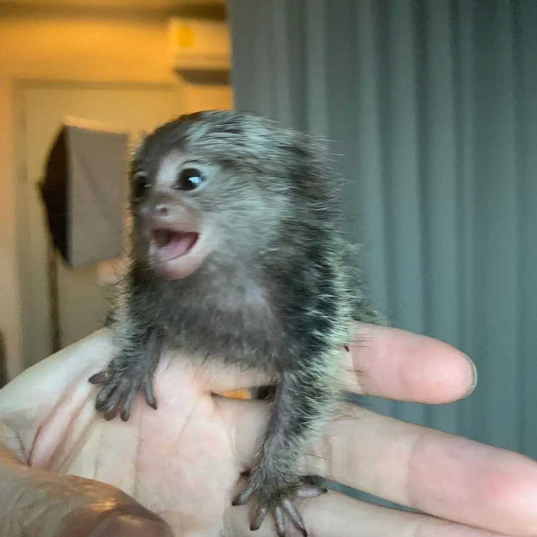 Mimi - Female Marmoset Monkey