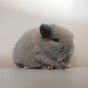 Hazel - Female Mini Rex