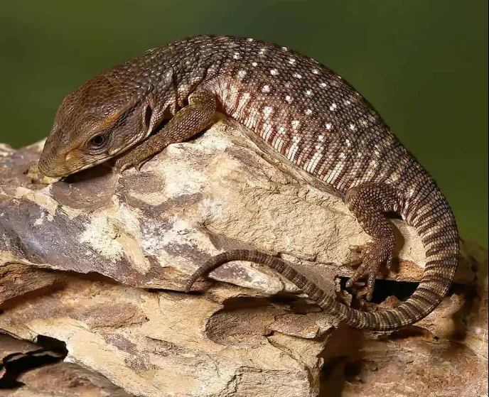 monitor lizard for sale