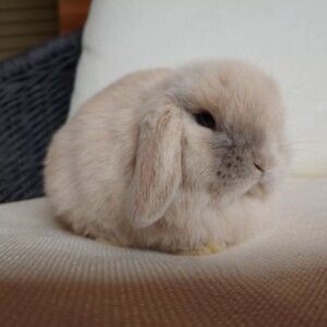 Daisy - Female Lionhead