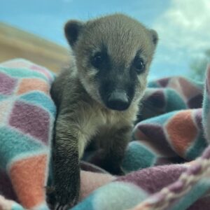 Ziggy - Male Coatimundi