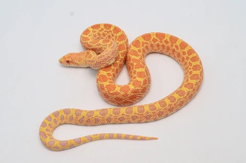 Bullsnakes for sale