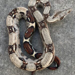 Columbian Red Tail Boa for Sale