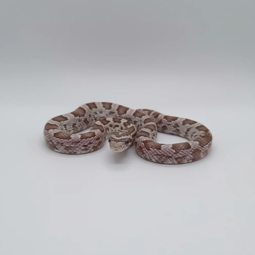 Corn Snakes for sale
