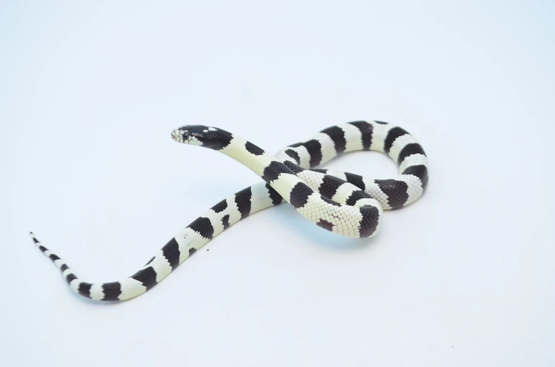King Snakes For Sale