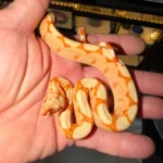 Kahl Sunglow Boa Constrictor