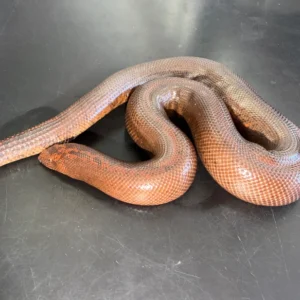 Kenyan Sand Boa for sale