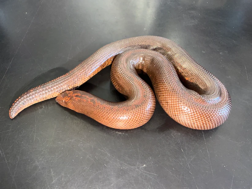 Kenyan Sand Boa for sale