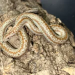 Rosy Boa for sale