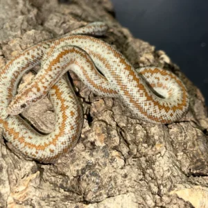 Rosy Boa for sale