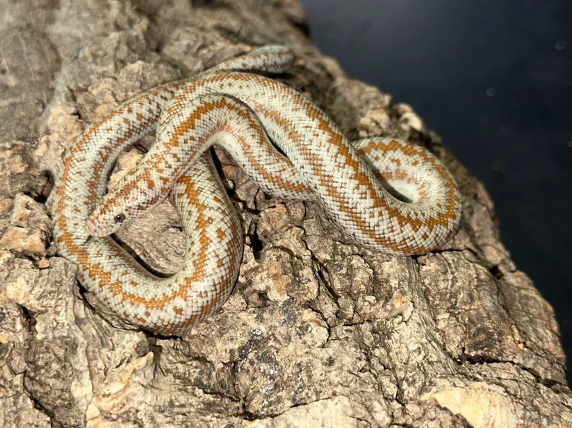 Rosy Boa for sale