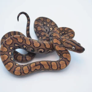 Brazilian Rainbow Boa For Sale