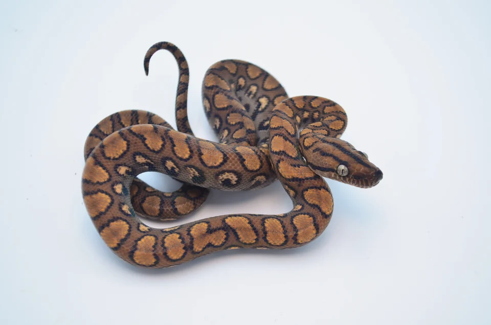 Brazilian Rainbow Boa For Sale