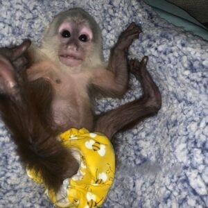 Coco - Male Capuchin Monkey