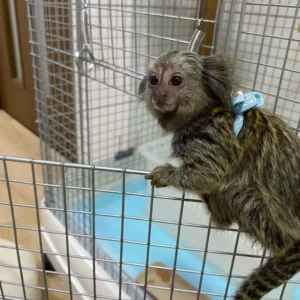 Tazan - Male Marmoset Monkey