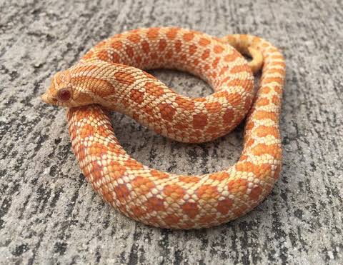 Hognose Snake For sale