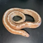 Yearling Anery Stripe Het Albino Kenyan Sand Boa