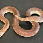 High Percentage Rufescens Kenyan Sand Boa For Sale: Earthy Terracotta Tones