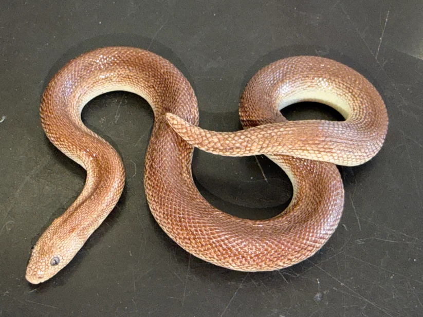 High Percentage Rufescens Kenyan Sand Boa For Sale: Earthy Terracotta Tones