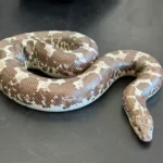 Anery Tiger Het Paradox Albino Kenyan Sand Boa