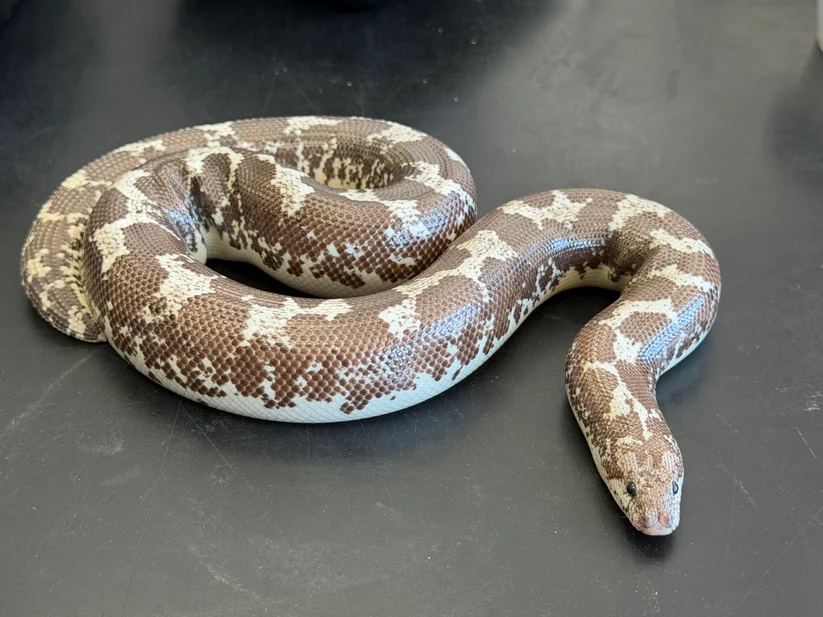 Anery Tiger Het Paradox Albino Kenyan Sand Boa