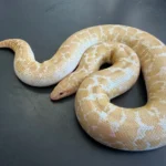 Snow Kenyan Sand Boa