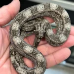 Argentine Boa Constrictor
