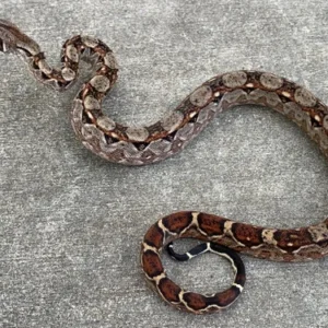 Central American Boa for Sale