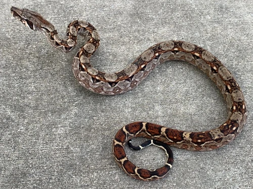 Central American Boa for Sale