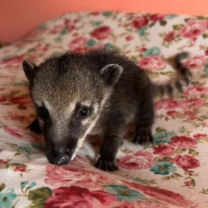 Kira - Female Coatimundi