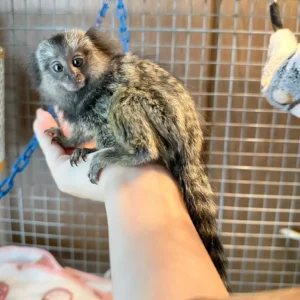 Marmoset Monkey For Sale